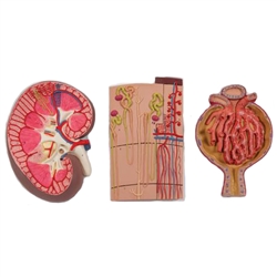 3B Scientific Human Kidney Section Model with Nephrons, Blood Vessels & Renal Corpuscle Smart Anatomy