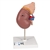 3B Scientific Kidney Model with Adrenal Gland, 2 Part Smart Anatomy