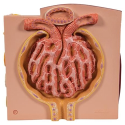 3B Scientific 3B Micro Anatomy Kidney Model Smart Anatomy