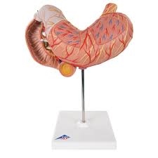 3B Scientific Human Stomach Model, 3 Part Smart Anatomy