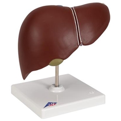 3B Scientific Liver Model with Gall Bladder Smart Anatomy