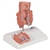 3B Scientific Hemorrhoid Model Smart Anatomy