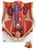 3B Scientific Dual Sex Urinary System Model, 6 Part Smart Anatomy