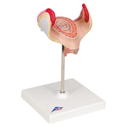 3B Scientific Embryo Model, 1st Month Smart Anatomy