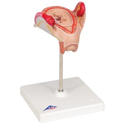 3B Scientific Embryo Model, 2nd Month Smart Anatomy