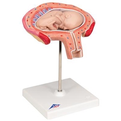 3B Scientific Fetus Model, 4th Month in Abdominal Position Smart Anatomy