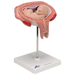 3B Scientific Fetus Model, 5th Month in Dorsal Position Smart Anatomy