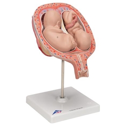 3B Scientific Twin Fetuses Model, 5th Month in Normal Position Smart Anatomy