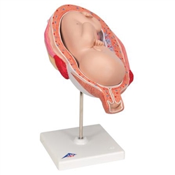 3B Scientific Fetus Model, 7th Month Smart Anatomy