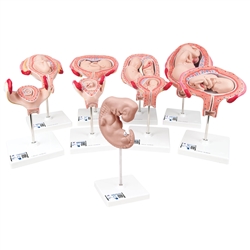 3B Scientific Deluxe Pregnancy Models Series, 9 Individual Embryo & Fetus Models Smart Anatomy