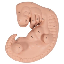 3B Scientific Human Embryo Model, 25 Times Life-Size Smart Anatomy