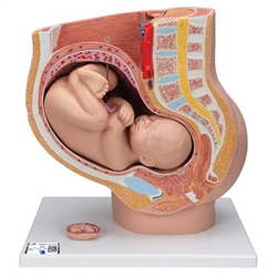 3B Scientific Pregnancy Pelvis Model in Median Section with Removable Fetus (40 weeks), 3 Part Smart Anatomy