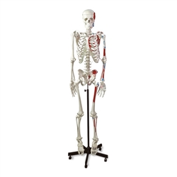 Nasco Human Muscular Skeleton