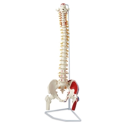 Nasco Flexible Vertebral Column with Femur Heads, Muscle Insertions and Removable Sacral Chest