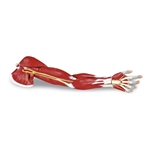 Nasco Arm Muscle (7-Part)