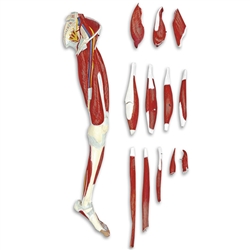 Nasco Leg Muscle (13-Part)