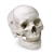 Nasco Human Skull Model - Numbered