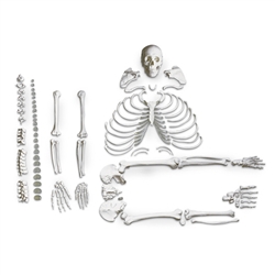 Nasco Disarticulated Skeleton Model