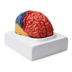 Nasco Regional Brain Model (2-Part)