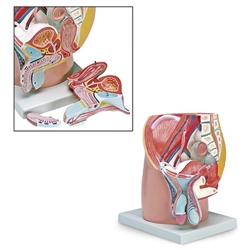 Nasco Male Pelvis Model (4-Part)