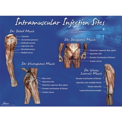 Nasco Life or Form Intramuscular Injection Sites Set