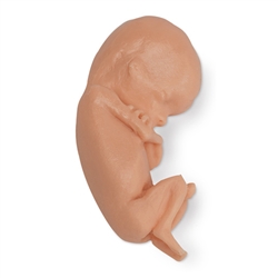 Nasco Life or Form Human Fetus Replica - 13 Week
