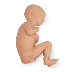 Nasco Life or Form Human Fetus Replica, Full-Term, Male
