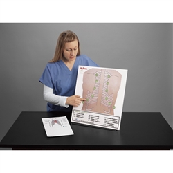 Nasco Life or Form Posterior Auscultation Practice Board Only