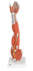 3B Scientific Muscle Arm Model, 3/4 Life-Size, 6 Part Smart Anatomy