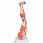 3B Scientific Muscle Leg Model, 3/4 Life-Size, 9 Part Smart Anatomy