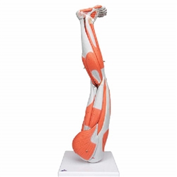 3B Scientific Muscle Leg Model, 3/4 Life-Size, 9 Part Smart Anatomy