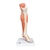 3B Scientific Life-Size Lower Muscle Leg Model with Detachable Knee, 3 Part Smart