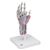 3B Scientific Hand Skeleton Model with Ligaments & Muscles Smart Anatomy