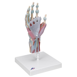 3B Scientific Hand Skeleton Model with Ligaments & Muscles Smart Anatomy