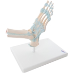 3B Scientific Foot Skeleton Model with Ligaments Smart Anatomy