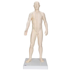 3B Scientific Acupuncture Model, Male