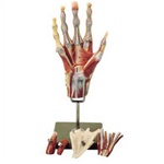 Muscles of the Hand Model