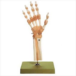 Functional Model of the Hand and Wrist