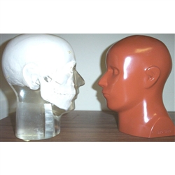 RSD Transparent Full Angiographic Head Phantom with Step Wedge