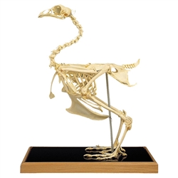 Chicken Skeleton Model