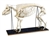 Pig Skeleton Model (Sus scrofa)