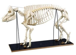 Pig Skeleton Model (Sus scrofa)