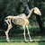 Horse Skeleton (Equus caballus)