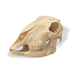 Sheep Skull (Ovis aries)