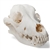 3B Scientific Dog Skull (Canis Lupus Familiaris), Size L, Specimen
