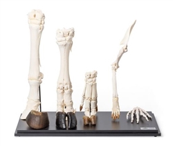 3B Scientific Front Legs of Different Mammals (Mammalia)