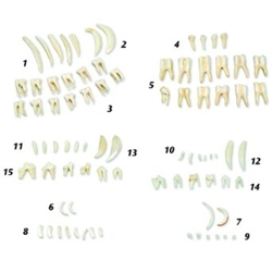 Types of Animal Teeth Models