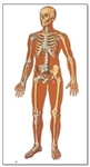 The Human Skeleton Chart (Front) (No Wooden Rods)