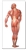 The Human Musculature Chart (Rear) - No Rods