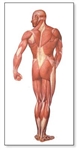 The Human Musculature Chart (Rear) - No Rods